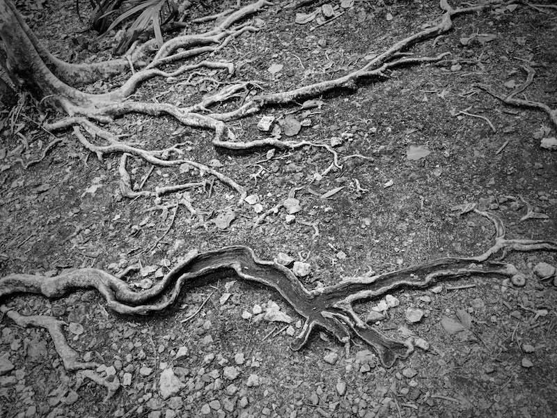 Cool tree roots