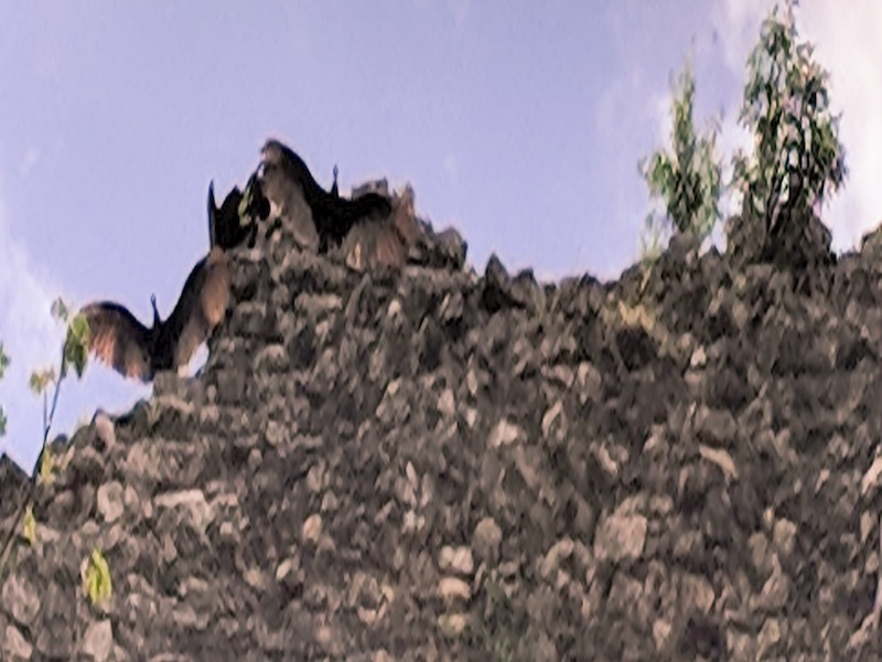 Birds in coba ruins