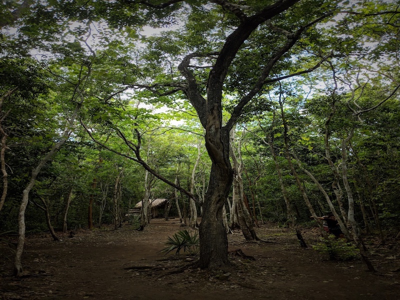 Tree in coba ruins