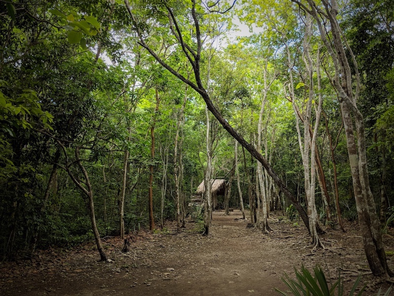 Trees in coba ruins