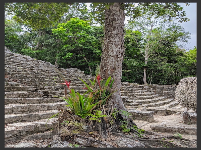 Tree grew through stairs