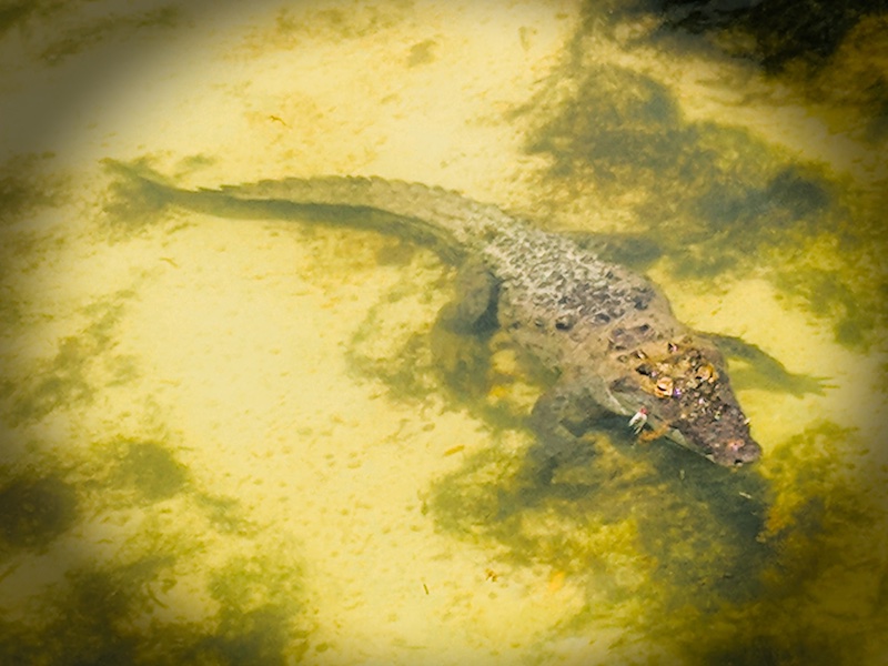 The crocodile in Tulum beach