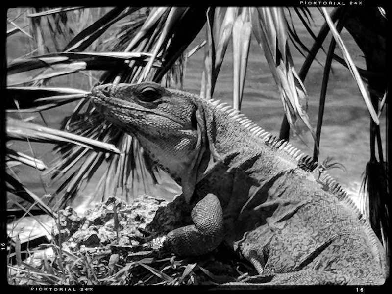 The dragon in Tulum ruins